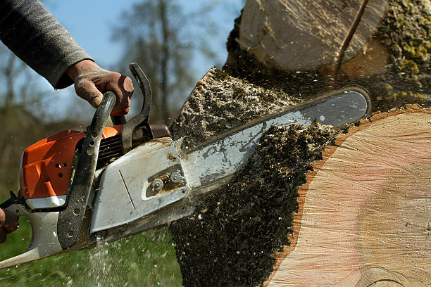 How Our Tree Care Process Works  in  Ocean Pointe, HI